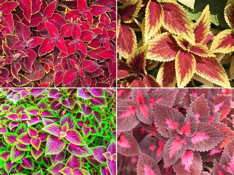 Plantes Coleus - [COMMENT] Cultiver, soigner la plante Mayana ...