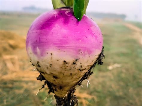 Growing Turnips - Information On How To Grow Turnips