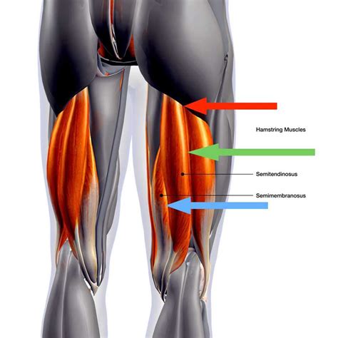 How important is your hamstring? | Sports & Fitness | The Vibes