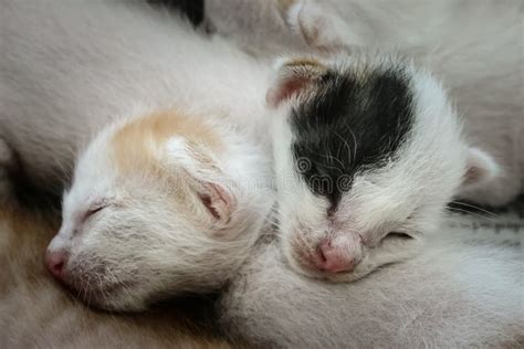 Newborn Sleeping Little Kittens Stock Image - Image of animals, sweet ...