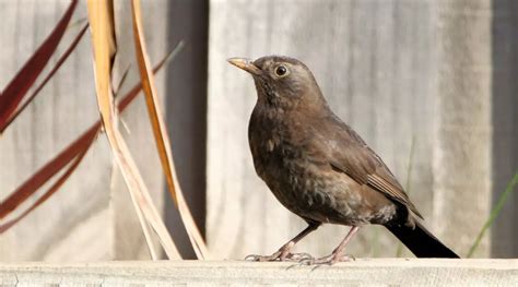 Common Blackbird - BirdLife Australia