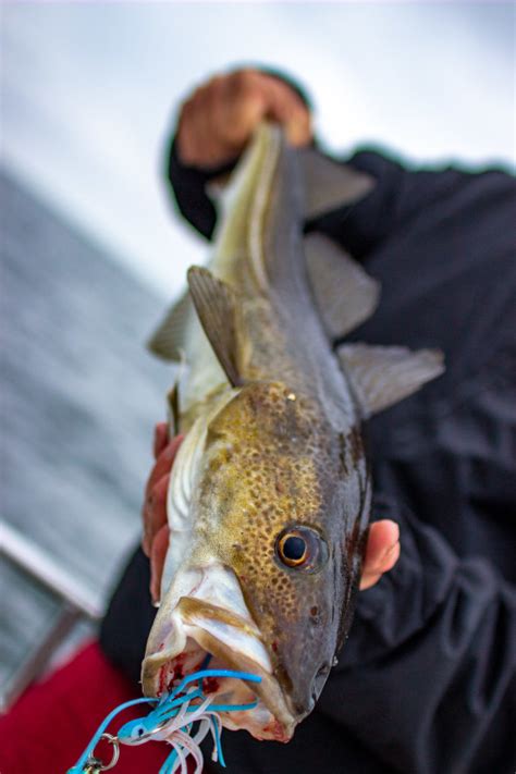 FISH FACTS: Atlantic cod lessons - Fishing World