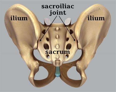 Exploring The Sacroiliac Joint | 3D Muscle Lab