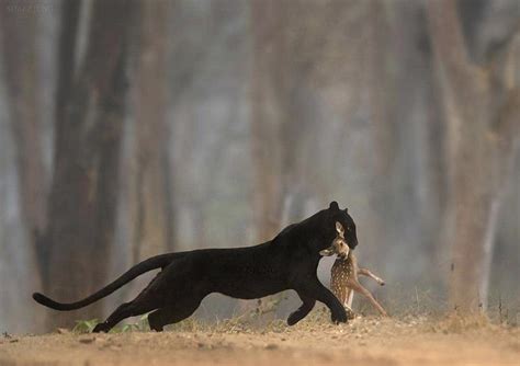 Panther carrying a fawn (@shaazjung) : r/natureismetal