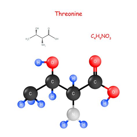 Threonine or L Threonine Defined | Health Reviewer