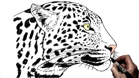 Easy Leopard Drawings