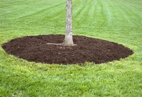 Mulch Application Best Practices | University of Maryland Extension