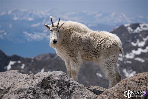 Colorado Rocky Mountain Wildlife Photography-Bryan Maltais