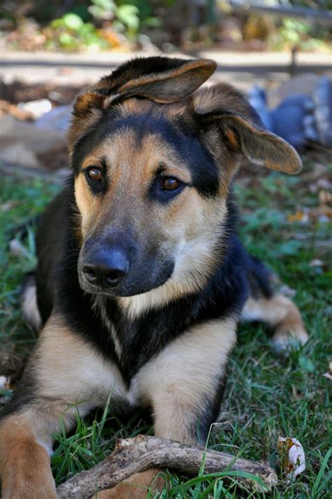 German Shepherd Puppy | Collie mix, Border collie mix, Shepherd mix puppies