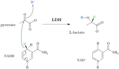 The Lactic Acid Construct