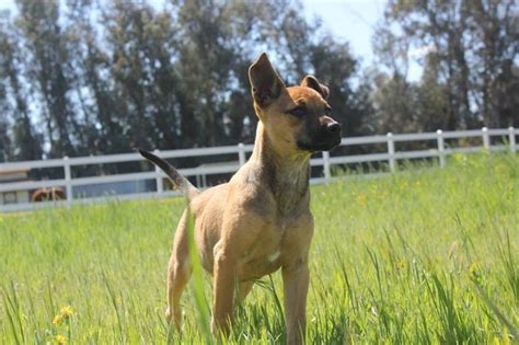 Molly Belgian Shepherd / Malinois Baby - Adoption, Rescue for Sale in ...