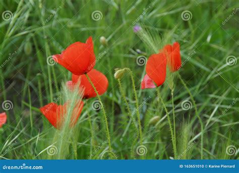 A Green Grass with Poppies - Front View Stock Photo - Image of autumn ...