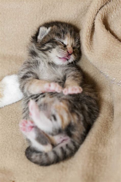 Germany, Newborn kitten sleeping on blanket, close up stock photo