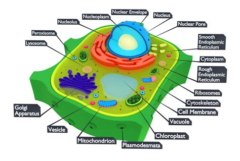 Plant Cell 3D model | CGTrader