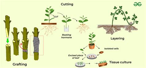 Vegetative Propagation - Definition, Types, Advantages, and Disadvantages