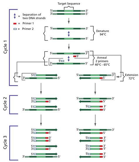 Quick Guide Polymerase Chain Reaction