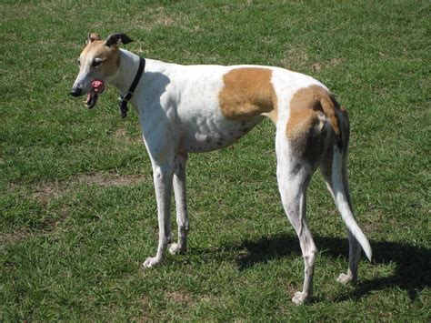 File:GraceTheGreyhound.jpg - Wikipedia