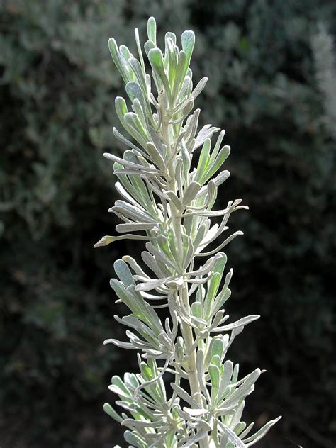 Pictures and Words, a Blog: Great Basin Sagebrush