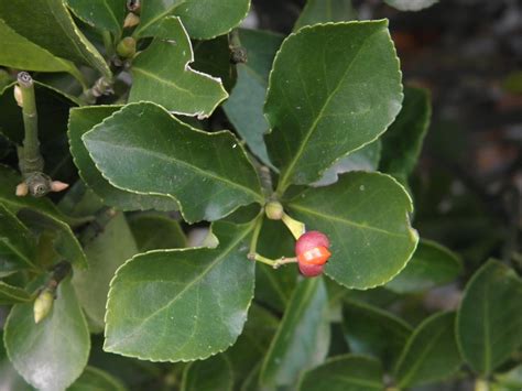 the fruit of a holly Free Photo Download | FreeImages