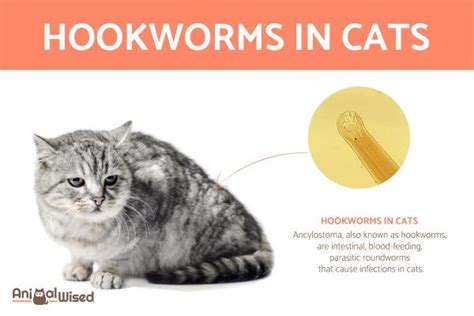 Hookworms in Cats - Causes, Symptoms and Treatment