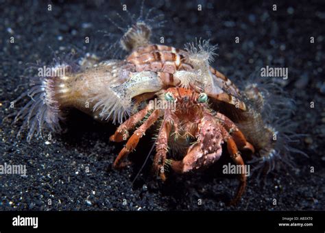 Hermit crab with anemone Dardanus pedunculatus symbiotic relationship ...