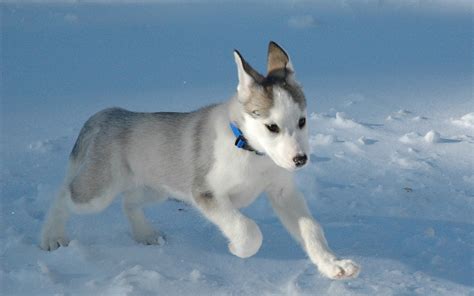 Siberian Husky Puppy - Puppies Wallpaper (15897208) - Fanpop