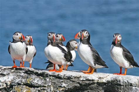 Puffins: The Best Places to See Them in Iceland | Hey Iceland blog