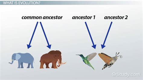 Divergent Evolution