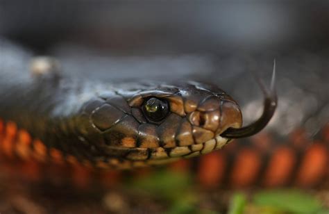 Red-bellied Black Snake - The Australian Museum