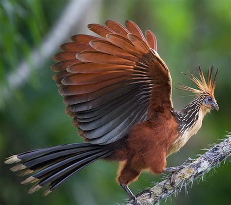 Hoatzin | Animals Wiki | FANDOM powered by Wikia