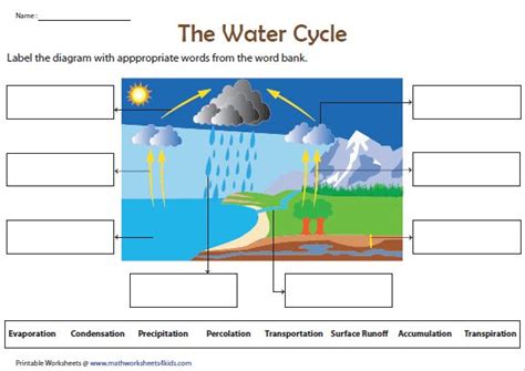 Label the water cycle diagram Water Cycle Labeled, Water Cycle Craft ...