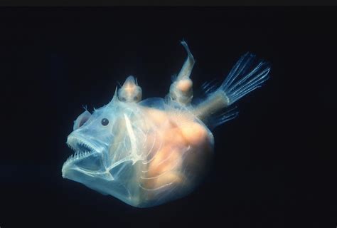 Anglerfish: 7 Facts About This Scary Sea Creature - WorldAtlas