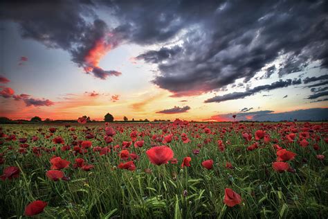 Poppies & Sunset Photograph by Jesús M. García - Fine Art America