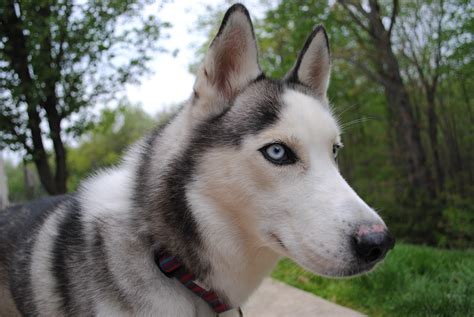 Comet the coconut retriever husky!