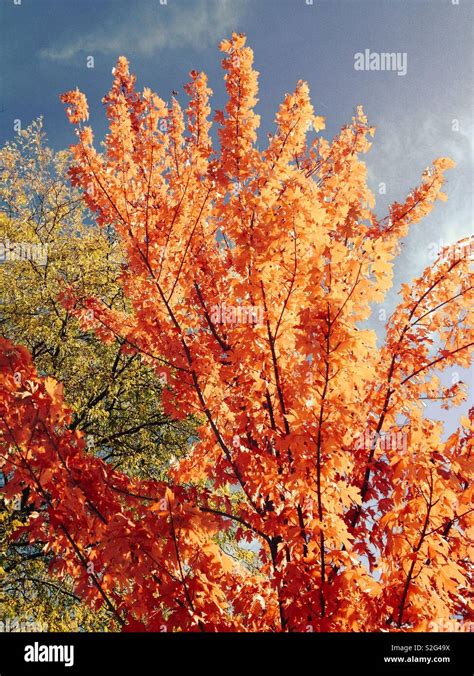 Sugar maple in fall Stock Photo - Alamy