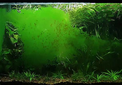 Aquarium Algae: Causes and Prevention That You Must Know | Handyman tips