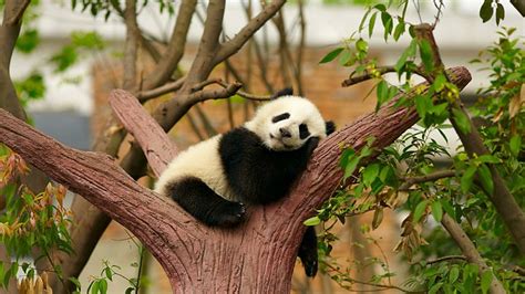 1920x1200px | free download | HD wallpaper: panda, animal, cute, bear ...