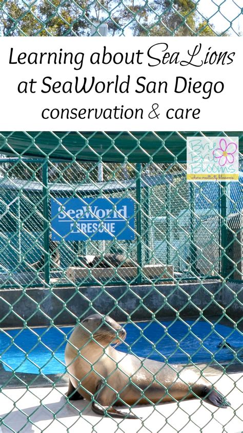 Learning about Sea Lions at SeaWorld San Diego (conservation and care ...