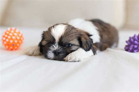 5 Ideas on Taking Care of Shih Tzu Puppies · Happy Shih tzu