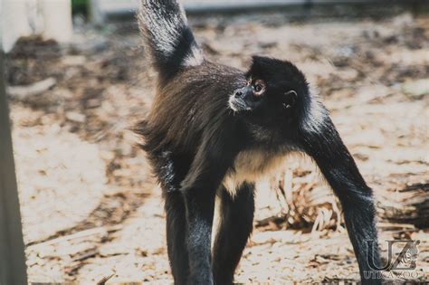 Mexican Spider Monkey – Utica Zoo