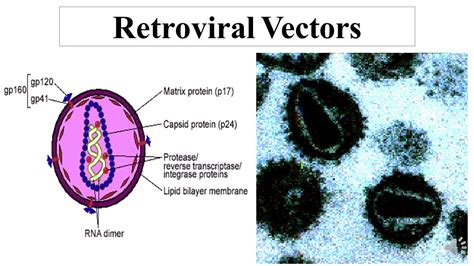 Retroviral Vectors - YouTube