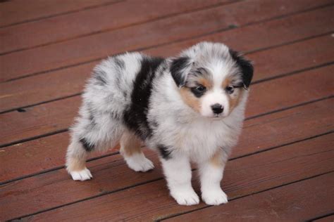 blue-merle-mini-australian-shepherd-puppies-for-sale - Canyon Creek Aussies