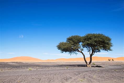 Plants That Grow In The Sahara Desert - WorldAtlas