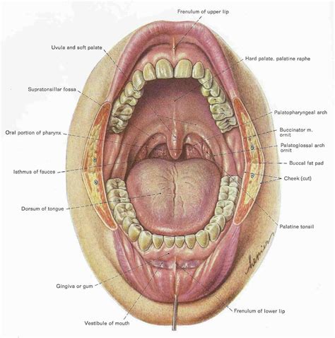 Mouth Teeth Diagram with Label - coordstudenti