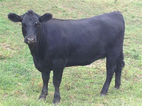 Selecting a Beef Cattle Breed - Cornell Small Farms