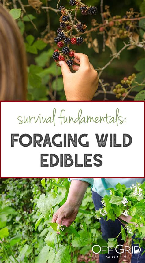 Survival Fundamentals: Foraging Safe Wild Edibles - Off Grid World