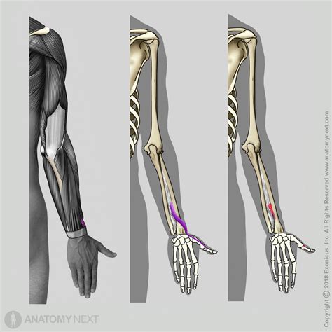 Extensor pollicis brevis | Encyclopedia | Anatomy.app | Learn anatomy ...