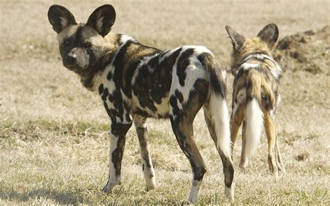 Social Behavior of African Wild Dogs - BioExpedition