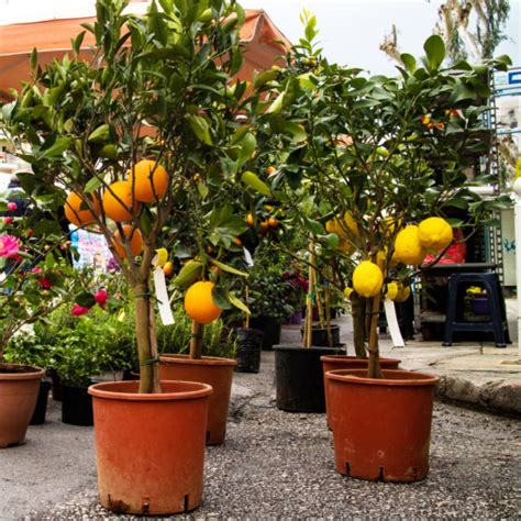 How To Grow Citrus Plant in Containers | ThatWoWGarden