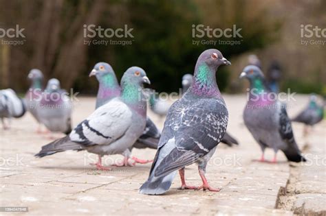 Feeding Pigeons On The Street Stock Photo - Download Image Now - Crumb ...